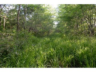 Property photo 24 - LAND AUCTION - 215+/- ACRES OFFERED IN 6 TRACTS IN VAN WERT COUNTY, OHIO